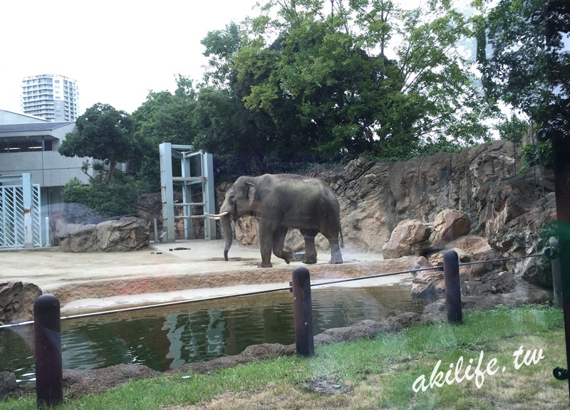 上野動物園 15 東京自由行 Day4 上野動物園 有熊貓啃竹子影片