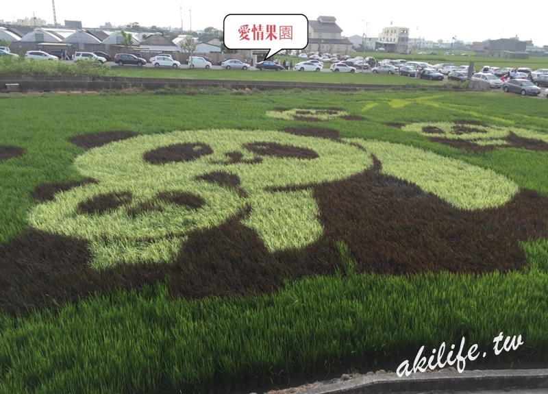 熊貓彩繪稻田
